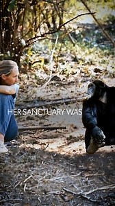 47 reactions | Dr. Jane Goodall was a pioneer and advocate for chimpanzees. See how her efforts to save them have evolved in modern times. | Curiosity Stream | Facebook