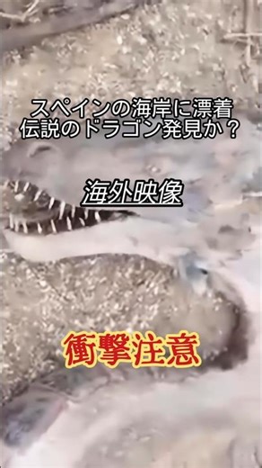 【衝撃注意】海外映像：スペインの海岸に漂着 伝説のドラゴン発見か？ #海外映像 #衝撃 #ドラゴン #uma #未確認生物