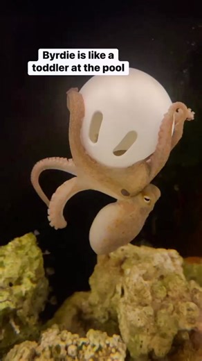 Byrdie the Octopus: A Fascinating Underwater Friend