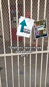 14K views · 310 reactions | Don’t miss out on PetSmart’s National Adoption Week and come meet the dog of your dreams at our Main Shelter (25 N 40th St) We promise your future best friend is waiting for you here!  | Arizona Animal Welfare League | Facebook