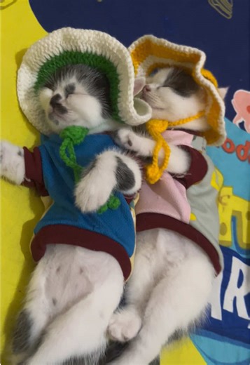 The Cutest Cat Hats: A Trendy Look for Your Feline Friends