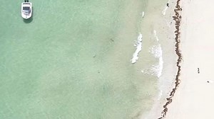 Shiver of Sharks Seen Swimming Along Miami Beach Shoreline
