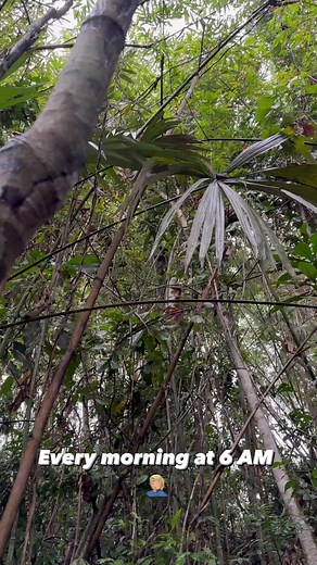 18K views · 179 reactions | Every morning at 6 AM. 臘‍♂️ #amazonrainforest #foryoupage #Perú #Amazon #jungle #professional #fyp #rainforest | Florida Wildlife By Garrate | Facebook