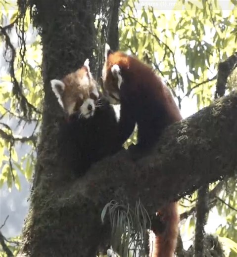 5.6K views · 171 reactions | Case of the Mondays? Watch these red...