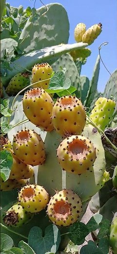 Prickly pear is a 100% natural fruit