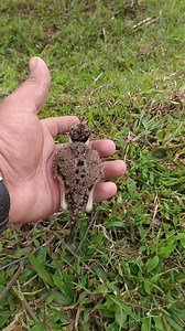 Red-wattled lapwing , Baby Bird #Digboi #fbpost2025シ #everyonefollowers #savewildlife #assam #cutebaby #babybirds #savebirdslife #redwattledlapwing | Ali Faruk