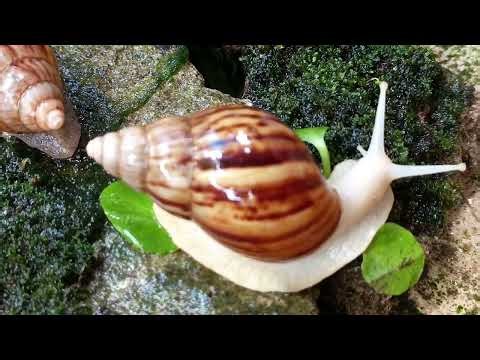 The Infinite Horizon: A Snail’s Journey of Patience