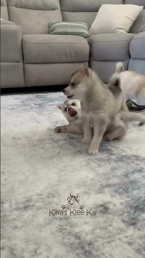 Alaskan Klee Kai playful puppies