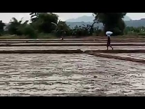 Rice Farming - Wet Direct Seeding Land Preparations