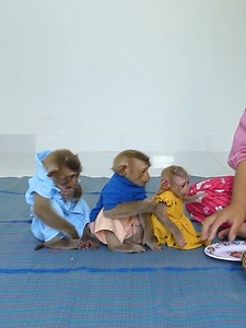 4.5K views · 115 reactions | Baby Monkey Bom's Family | Mr Bon | Facebook