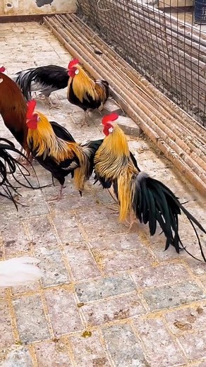 The history of the famous German breed of Phoenix chicken | বিখ্যাত জার্মান প্রজাতির ফিনিক্স মুরগীর ইতিহাস #germany #breed #phoenix #chicken #agriculture #agro #business #villagelife #village #Amazing #reelschallenge | Sheikh Jalal