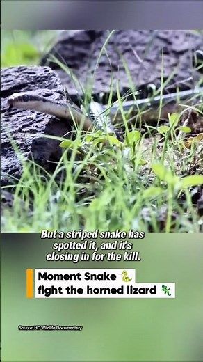Snake vs Horned Lizard: The Weirdest Defenses! #animalfight