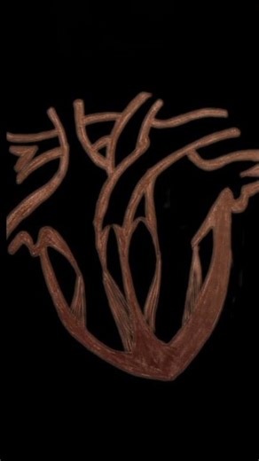 human heart ❤❤#shorts