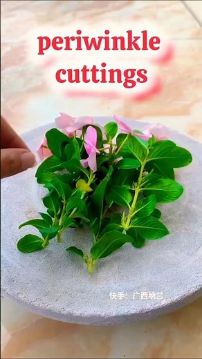 How to grow Periwinkle plant from cuttings tutorial #shorts #ourplants #plants #periwinkle #flowers