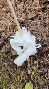 96K views · 2.2K reactions | The frost flower phenomenon is a rare natural event where thin sheets of ice form delicate, flower-like ribbons on the stems of certain plants. It occurs when air temperatures drop below freezing, but the ground is not yet frozen, allowing moisture from the soil to travel up plant stems. The expanding ice within the stem causes it to crack, and the plant's sap oozes out, freezing into unique, thin ice formations. | I Love The Smoky Mountains | Facebook