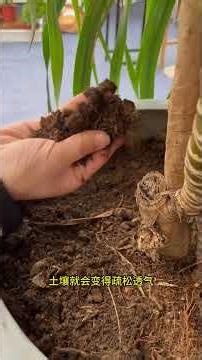 Easily solve the problem of soil compaction no longer causing yellow leaves falling