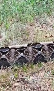 Gaboon vipers are considered slow-moving snakes moving mostly by rectilinear “rib-walking” as seen in big boas and pythons. Their strike is swift and the bite is extremely serious. Unlike most vipers, Gaboons do not release the prey after the strike. | Critters Of The World & Southern Outdoor Education