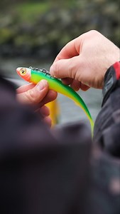 Voici comment monter ton leurre pour pêcher en verticale ⚡️ Liste du matériel ⬇️ ✖️ Slick Finesse 20cm Blue Back Chartreuse ✖️ Tête Slick Head Pelagic, entre 15 et 100g ✖️ 1 emerillon rolling et 2 anneaux brisés ✖️ 1 hameçon Stinger Treble taille 1/0 | Fox Rage