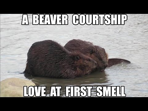 A Beaver Courtship: Love at First Smell (2 Young Beavers Find a Mate)