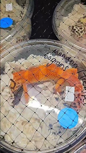 Amazing Showcase: Leopard Gecko Morphs! 🦎 Exhibición Increíble: ¡Morfos de Gecko Leopardo! 🦎.....👇