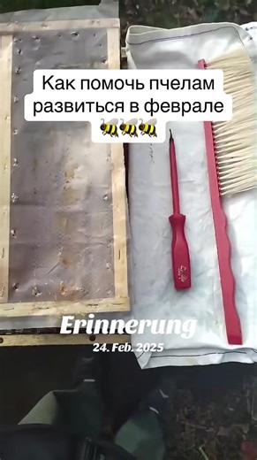 The Importance of Beekeeping: Understanding Bee Families