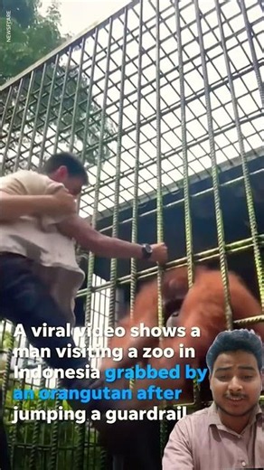 🐵 Orangutan Grabs Visitor After One Dangerous Mistake! 😱 #shorts