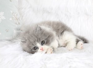 Blue and White Bicolor Persian Kittens - Also called Gray and White Persians - Doll Face Persian Kittens