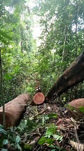 2.3M views · 25K reactions | Pengerjaan kayu matoa part 1. #matoa #gergajikayu #woodwork #woodworking #vidioviral #Chainsaw #senso #stihl #chainsawman #wood #video | Penggergajian KAYU | Facebook