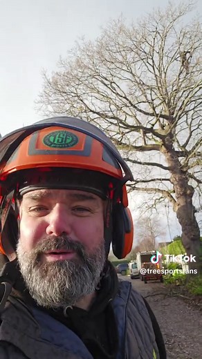 Oak Tree Reduction Techniques for Arborists