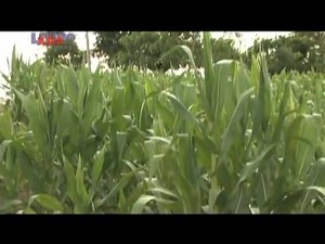 #Isabela is the second largest province of the Philippines, and the largest in the island of Luzon in terms of land area. Its capital is the city of #Ilagan.New hotels and resorts have opened, mostly in the cities of #Ilagan, #Cauayan, #Santiago City, and the towns of #Tumauini, #Gamu, #Roxas, #Alicia, #Ramon, #SanMariano and #Cordon. Top tourist attractions are the centuries-old churches; Magat Dam Tourism Complex, which houses Southeast Asia’s biggest dam; Santa Victoria Caves, Pinzal Falls an