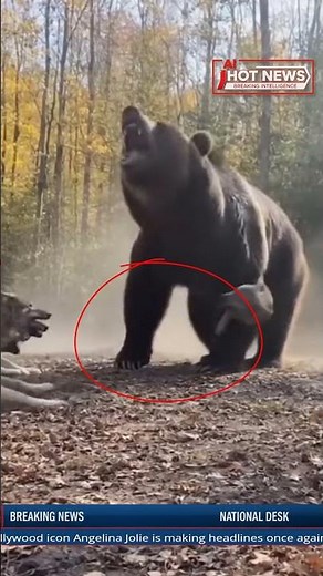 Breaking News: Three Wolves Attack a Brown Bear – Intense Battle Caught on Camera