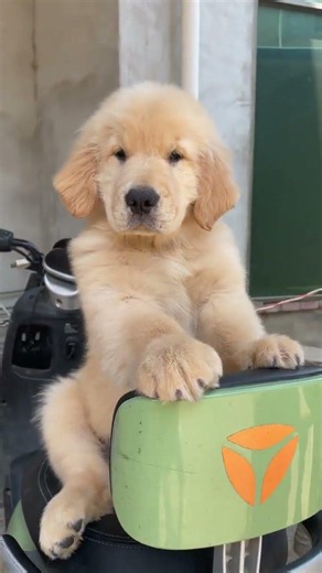 Golden Retriever: Purebred & Racing Pups Unleashed