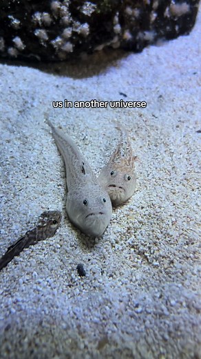 Explore Grumpy Fish at the National Marine Aquarium
