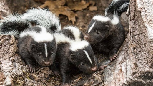 Skunk mating season is here in Pennsylvania and Ohio