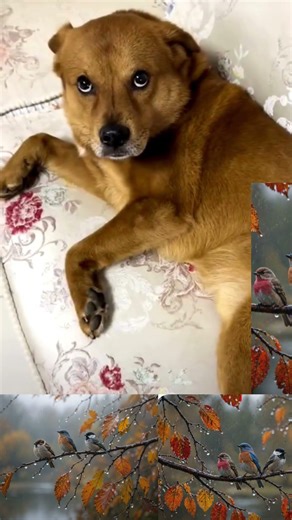 The sleeping puppy was startled awake by a haunting singing voice.