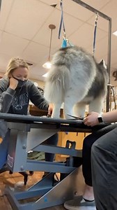 He decided to bust out the moves! 😂 ✂️🐶 | The Pet Collective