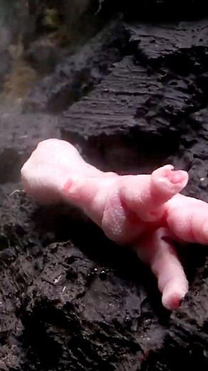 Chicken Foot vs Ants 🐜 (Part 2)#AntsCanada #ACfamily #antloveforever #ant #antcolony #antfarm #feeding #animals #insects #nature #science | AntsCanada