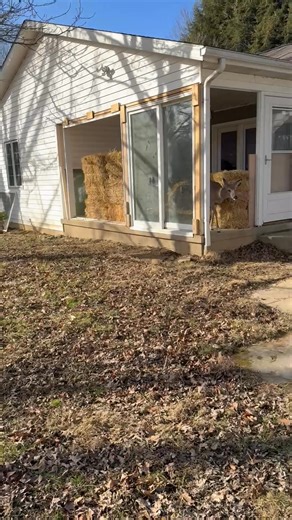 Penelope | Barbara Nicholson