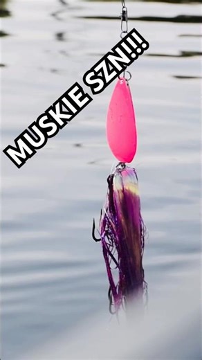 Muskie season is here! #fishing #minnesota #muskie #muskiefishing #fall #lake #fish