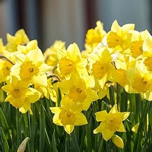 25 Daffodil Bulbs,Daffodil Bulbs for Spring to Fall Planting, Yellow Daffodil Flowering Bulbs, Large Bulbs to Plant Outdoor