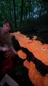 3.9M views · 28K reactions | Harvesting the Motherload! #foraging #forager #mushroomhunting #porcini #morels | Morel Mushroom Man | Facebook