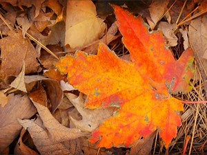 Autumn Long Loop | Hyper Pixels Media