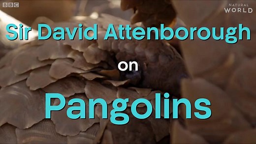 Sir David Attenborough on endangered pangolins