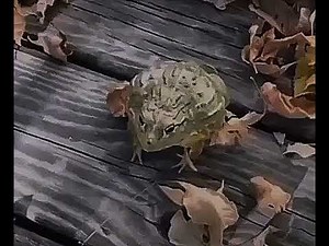 Laughing Frog [Slowed + Reverb]