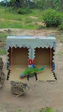 Really Beautiful Amazing Quail Underground Trapping Technique #youtubeshorts