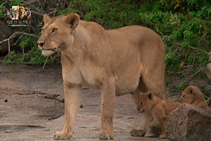 673K views · 26K reactions | Hippo Power- [ हिन्दी डाक्यूमेंट्री ] Part 3 , #nature #animals #documentary #discovery #wildworlddocumentary | Wild World | Facebook