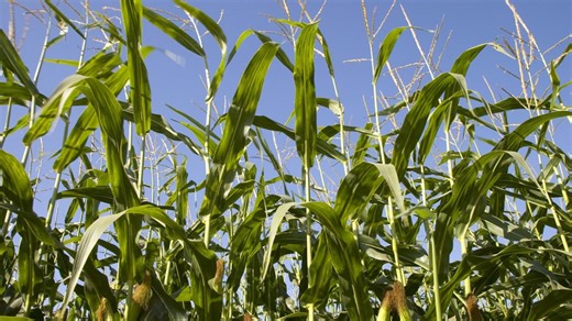 Record-breaking corn production expected to impact farmer profits amid rising costs