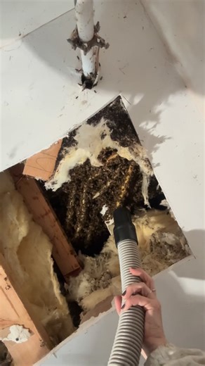 1.7K views · 94 reactions | ✨홱홴홴횂 홸홽 홰 횆홰홻홻✨ This was one of the most complicated comb situations I’ve ever seen. It was wrapped all around these pipes in a ceiling, and it was very difficult to get to. This was a six minute video cut down to 30 seconds. | Nooga Honey Pot | Facebook