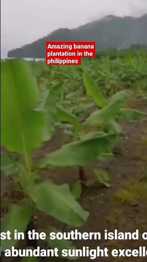 amazing banana plantation in the Philippines
