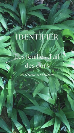Les feuilles d’ail des ours – bien les reconnaître et les utiliser 🌿 Quelle joie de retrouver l’ail des ours (Allium ursinum) ! Une plante sauvage comestible que j'adore pour son goût et ses bienfaits. Mais attention, elle peut se confondre avec des plantes toxiques. Alors, on prend le temps de bien l’identifier ! Les feuilles d’ail des ours sont longuement pétiolées, avec un limbe en forme de lance et des nervures parallèles. Elles sont luisantes dessus, mates dessous, et surtout, elles dégage
